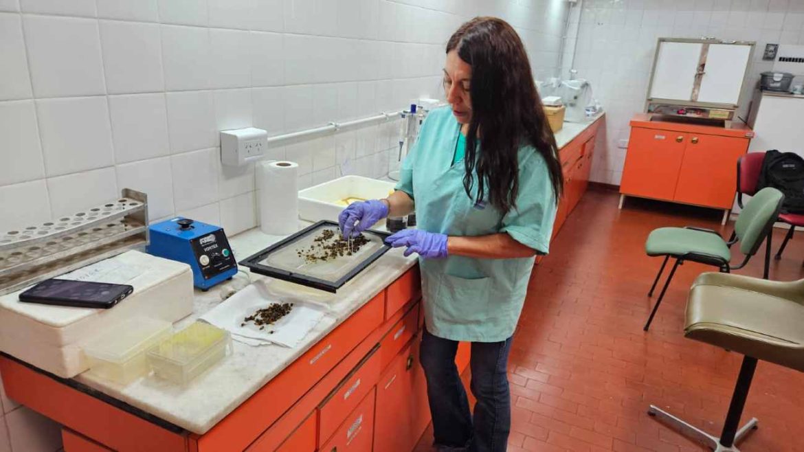 El Laboratorio Regional de Pico del Senasa refuerza la vigilancia sobre enfermedades que afectan a las abejas
