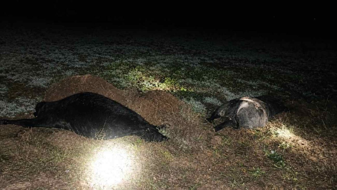 Acha: se escaparon vacunos de un feedlot y fueron chocados por dos camiones