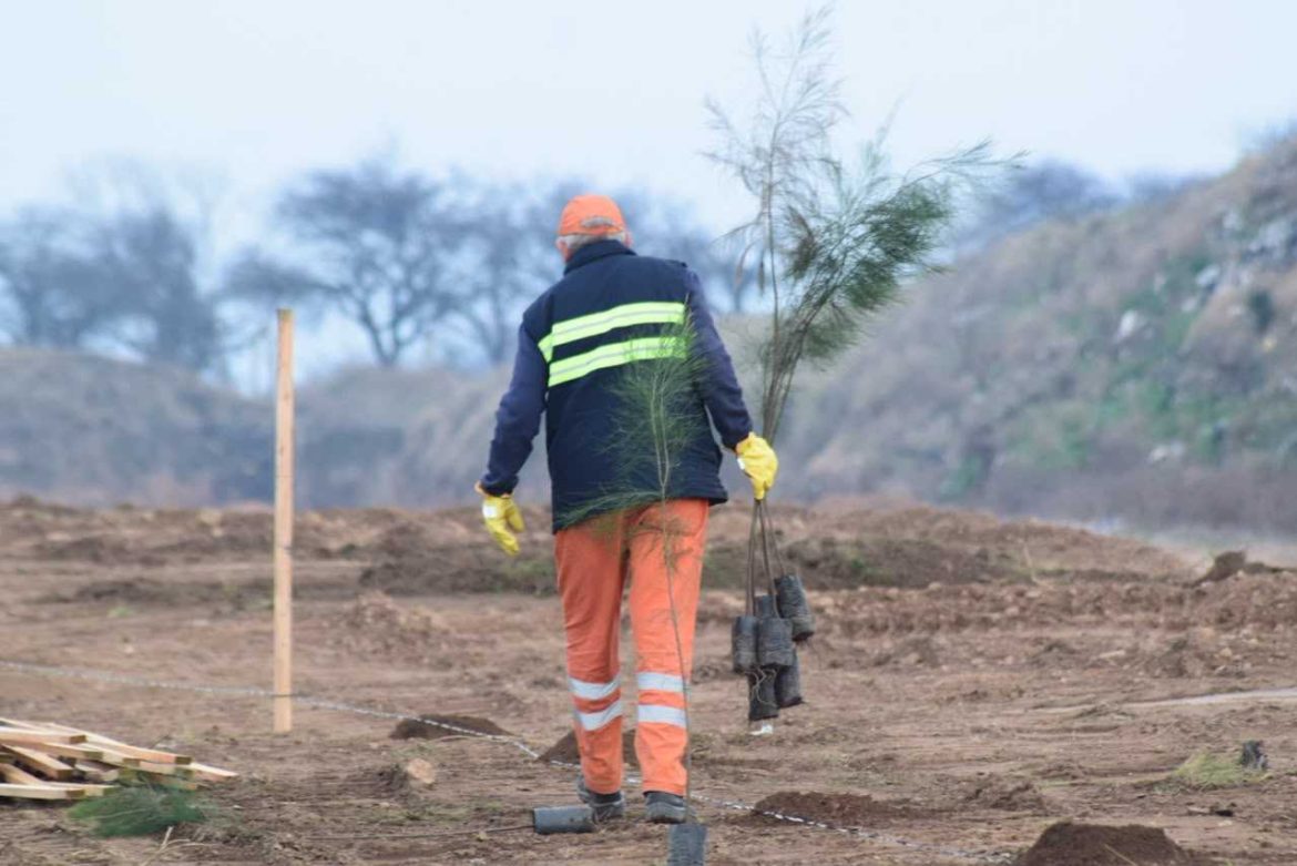 El municipio plantó 625 árboles en el Relleno Sanitario de Santa Rosa