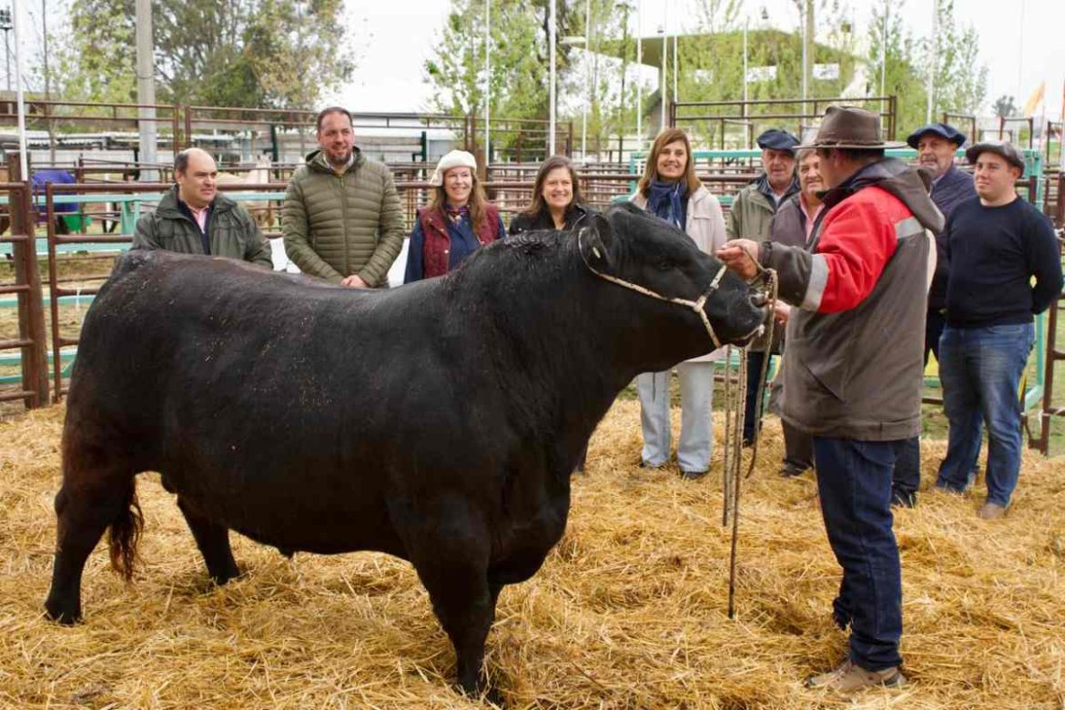 “Centenario Pampeano”, el primer toro que llegó para la Expo Rural de Santa Rosa número 100